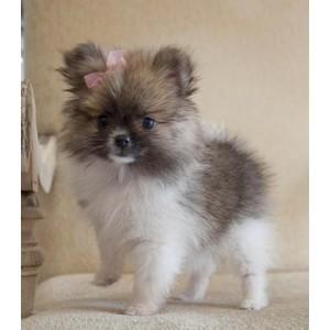 Male and Female Pomeranianss Puppies Available (443) 488-5295