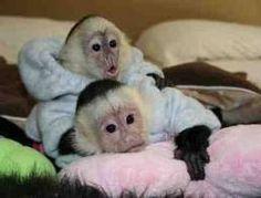 Healthy B.A.B.Y.C.A P.U.C.H.I.N.G monkeys!!!(802) 255-1320