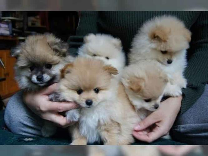 PennySaver | Priceless White Pomeranian Puppy For Adoption ...