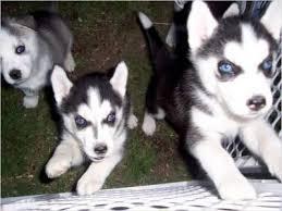 Both males and females Pomskies/Huskies  Pups SMS me @ (857) 997-2431