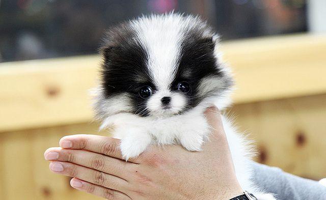 Male and Female Pomeranianss Puppies Available (320) 433 0825