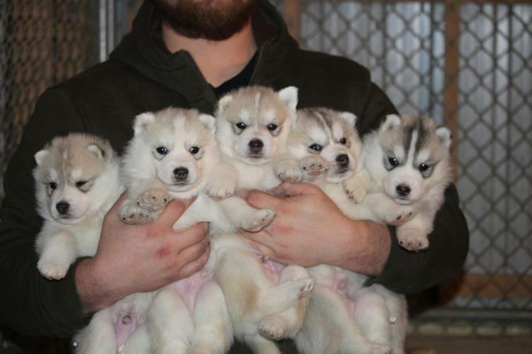  Quality siberians huskys Puppies:contact us at (401) 702-3651