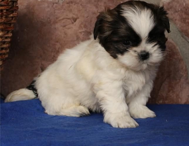 S.h.i.h T.z.u P.upp.i.e.s For F.r.e.e, Ready Now 3 months Old # contct for more info*** interest(