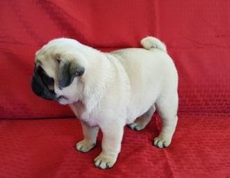 Trained Pug Puppies Ready For Sale. Text only at 785 X 43O X 62 X 52