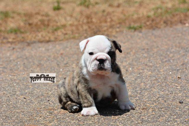  Quality Englishs  Bulldogs Puppies:contact us at (202)697-8431