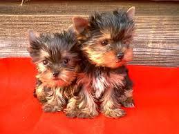 FREEEE TWO Tiny CUTE Tea-cup Yorkies Pu.ppies Need 4ever Home NO FEES!!. Not For Sell!! PICK UP