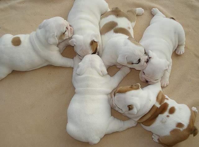 # Gorgeous English Bulldogs Puppies:contact us at (443) 371-3575 .' .