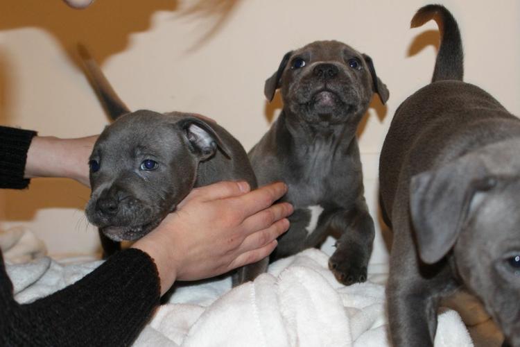 male and female pitbull puppies available for good homeContact me a 7542051738