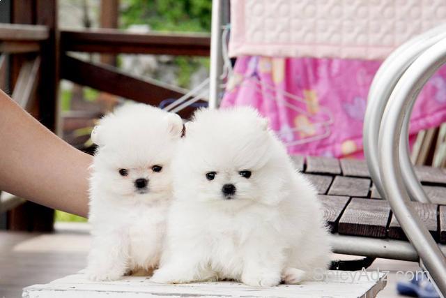 Sweet .Mini P.o.m.e.r.a.n.i.a.n puppies!!!sms (484) 679-5220