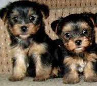 $300 CUTE TEACUPS YORKIES PUPPIES FOR REHOMING.. TEXTNOW ON 310-596-2260