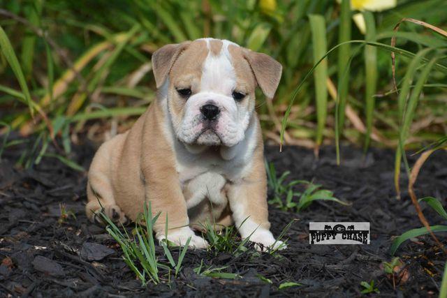  Quality Englishs  Bulldogs Puppies:contact us at (202)697-8431
