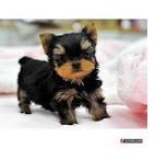 FREEEE TWO Tiny CUTE Tea-cup Yorkies Pu.ppies Need 4ever Home NO FEES!!. Not For Sell!! PICK UP A