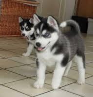  Quality siberians huskys Puppies:contact us at (757)932-4906