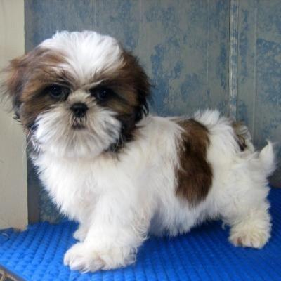 Tiney Adorable Shitzu Puppy