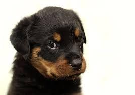 FREE  Free  Rott..weiler Pu.ppies Not For Sell Free) Need Home???269 -397-2519