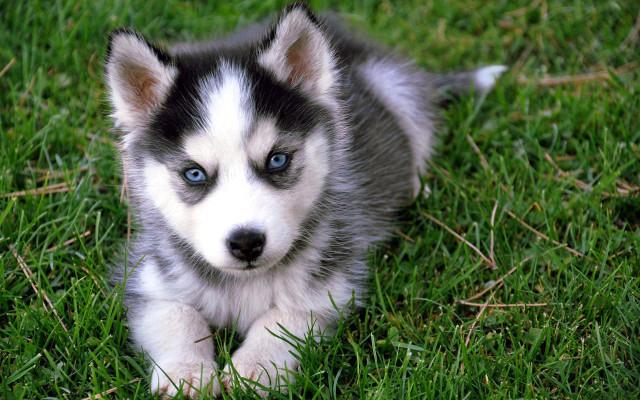 free Quality siberians Pomsky Puppies:contact us at(301) 636-7139