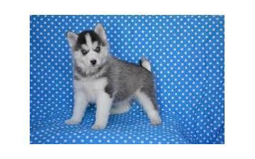 Gorgeous pomsky puppies looking for good homes (302)583-342