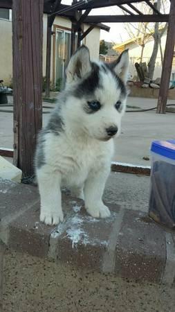  FREE Quality siberians huskys Puppies:contact us at(240) 671-0234