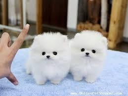 FREE FREE Male and Female Pomeranianss Puppies Available  (347) 797-1128
