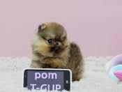 FREE FREE Male and Female Pomeranianss Puppies Available  (347) 797-1128