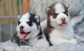 Quality siberians huskys Puppies:contact us at(301)690-0247