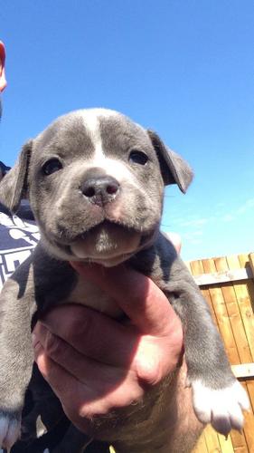 male and female pitbull puppies available for good homeContact me a 7542051738
