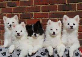 cute P.O.M.E.R.E.N.I.A.N puppies for rehoming contact us (231) 828-9207