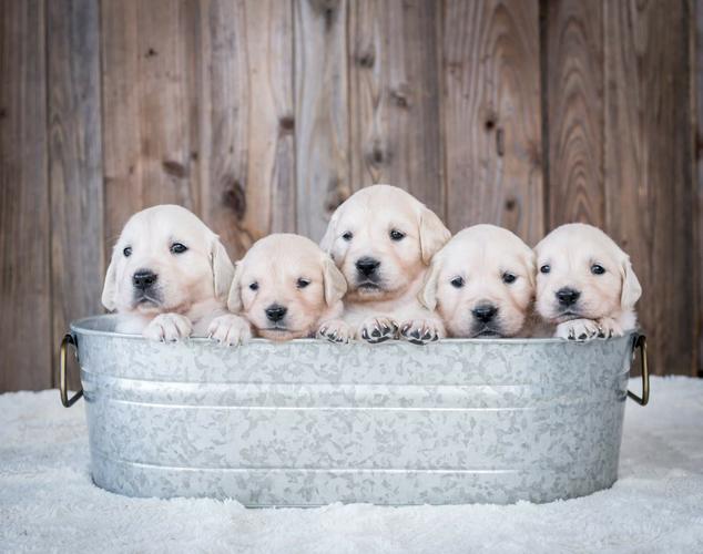 PennySaver | English Cream Golden Retriever Puppies in ...