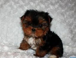TWO Tiny CUTE Tea-cup Yorkies Pu.ppies Need 4ever Home NO FEES!!. Not For Sell!! PICK UP AT OUR H