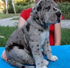 Gorgeous Great Dane Pups SMS me @ (302) 348-9294