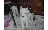  FREE Quality siberians huskys Puppies:contact us at (205) 433-7936