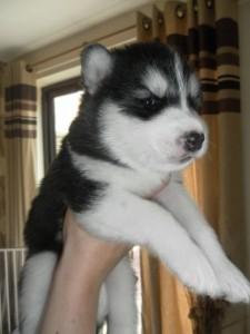  FREE Quality siberians huskys Puppies:contact us at (512) 566-7584