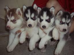 CUTE S.I.B.E.R.I.A.N H.U.S.K.Y Puppies:???contact us at (909) 473-5528