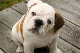 English Bulldog Puppy availe for new home