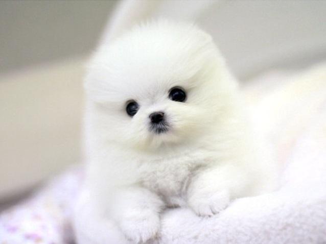 !!Male and Female Pomeranianss Puppies Available (920) 710-1469
