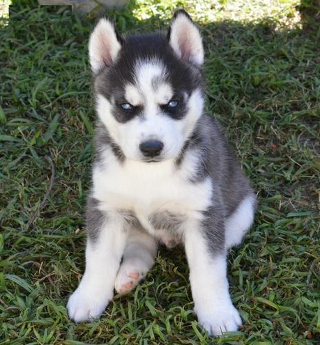 FREE Quality siberians huskys Puppies:contact us at(302) 583-2708