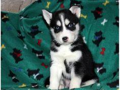 free Quality siberians Pomsky Puppies:contact us at(301) 636-7139