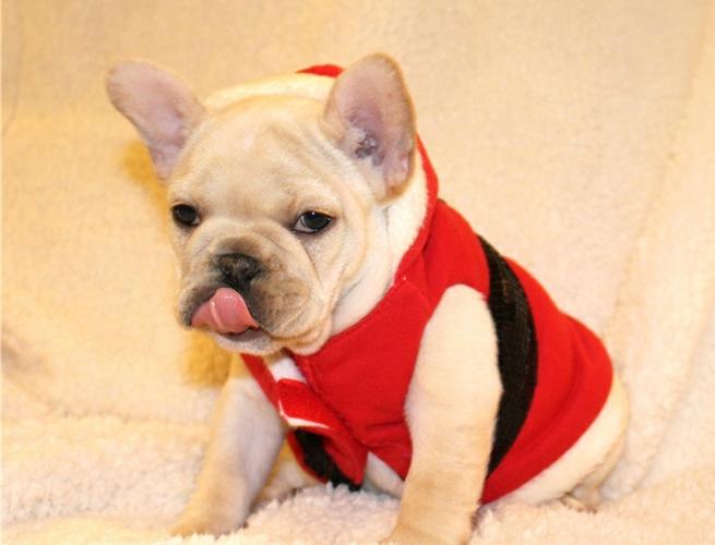 Quality French Bulldogs Puppies for Sale: SMS 405-928-0426