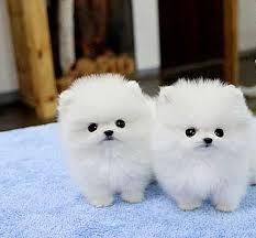 cute P.O.M.E.R.E.N.I.A.N puppies for rehoming contact us (231) 828-9207