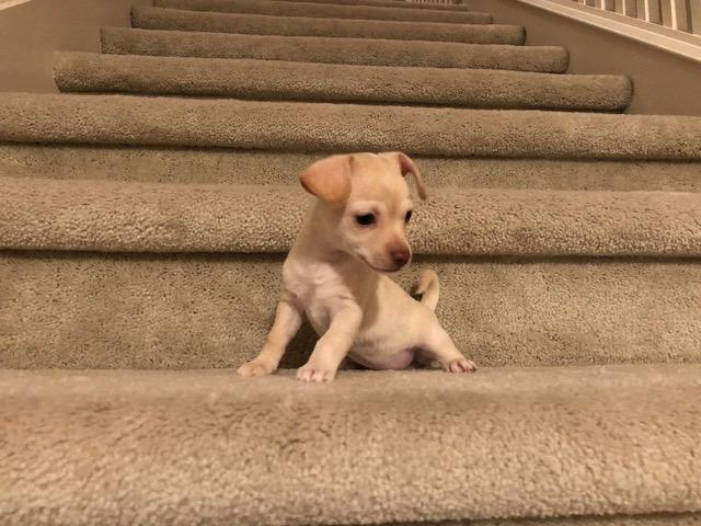Pennysaver Adorable Aca Chihuahua Puppy Tan Female Baby Molly