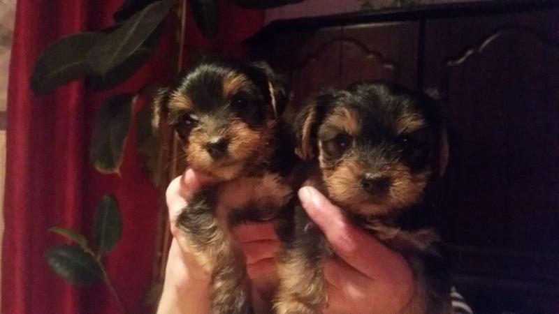 FREE Female and Male Y.o.rkkies Pu.pp.ies in need of a good home(901) 504-5637