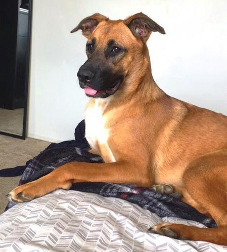 Pennysaver Gorgeous Boxer And German Shepherd Mix In Charles Maryland Usa