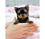 TWO Tiny CUTE Tea-cup Yorkies Pu.ppies Need 4ever Home NO FEES!!. Not For Sell!! PICK UP AT OUR H
