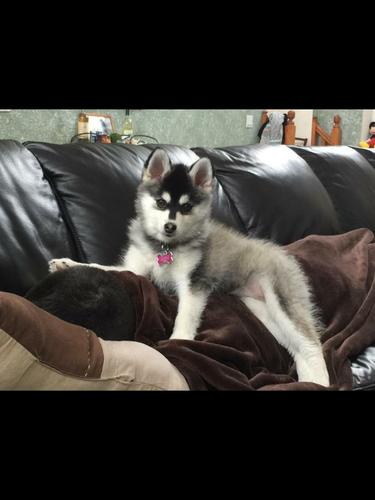 Gorgeous pomsky puppies looking for good homes//(646)481-9801