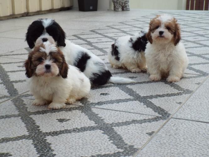 Shih Tzu puppies ready to leave now