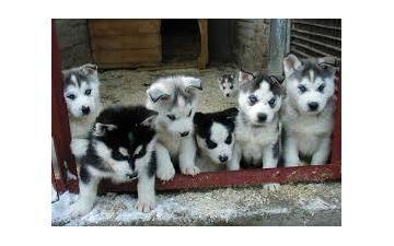  Quality Female and Male siberians huskys Puppies