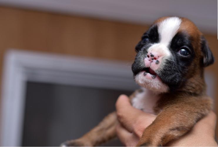 PennySaver Champion Bloodline Euro Boxer Puppies in Los