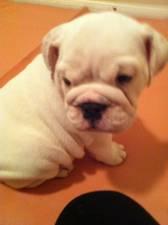 FREE*FREE Healthy Free M/F English B.u.l.l.d.o.g Puppies!!!(302) 585-5481 thanks for your time