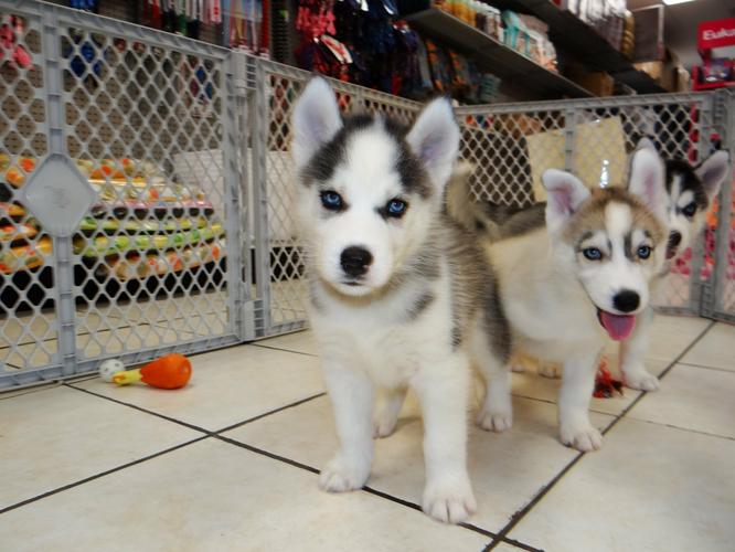  FREE Quality siberians huskys Puppies:contact us at(916) 287-3304