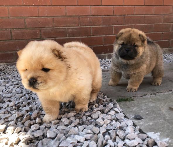 PennySaver Healthy Chow Chow Puppies for Sale in York